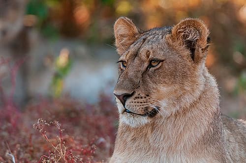 Close-up portrait of a lion-Panthera leo Mashatu Game Reserve-Botswana Nature Print